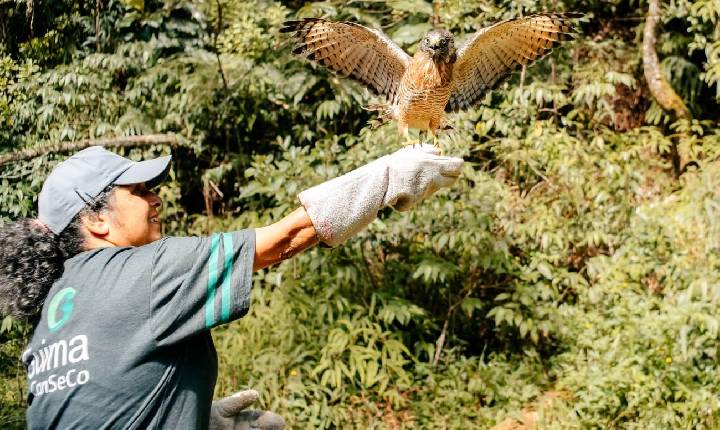 São Bernardo fortalece proteção à fauna com reabilitação e soltura de aves silvestres, incluindo espécie ameaçada de extinção