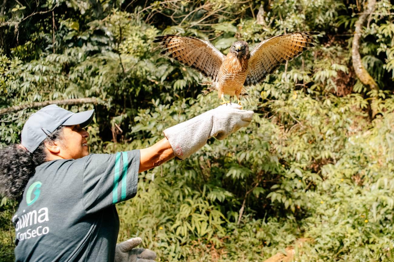 São Bernardo fortalece proteção à fauna com reabilitação e soltura de aves silvestres, incluindo espécie ameaçada de extinção