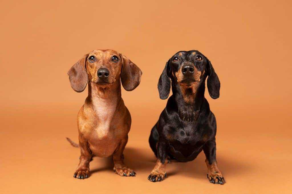 Invasão das salsichinhas! Golden Square Shopping recebe encontro de Dachshunds no Parque Pet
