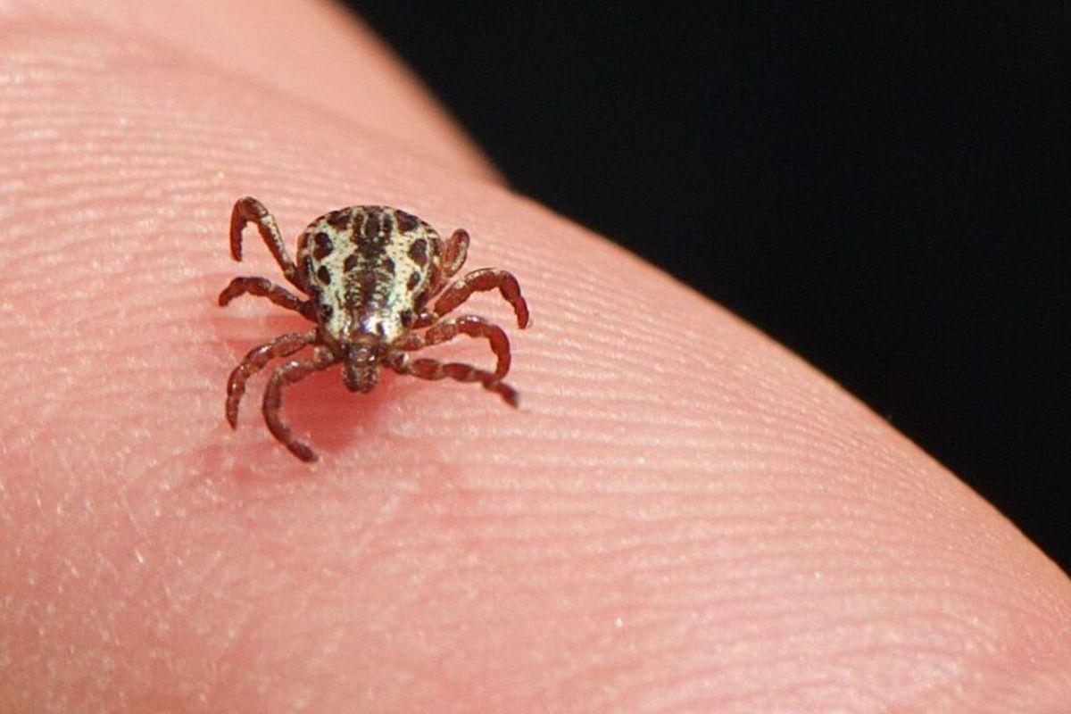 São Bernardo do Campo confirma primeira morte por febre maculosa em 2026 e reforça alerta para prevenção