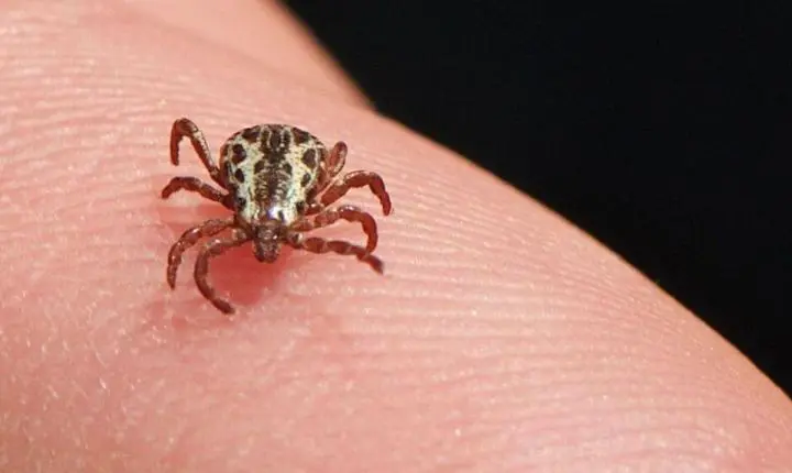 São Bernardo do Campo confirma primeira morte por febre maculosa em 2026 e reforça alerta para prevenção